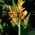 Canna indica 'Heliconiifolia Annaei' -- Blumenrohr Hybride